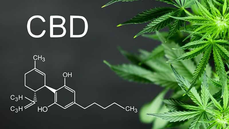 What is CBD Oil?