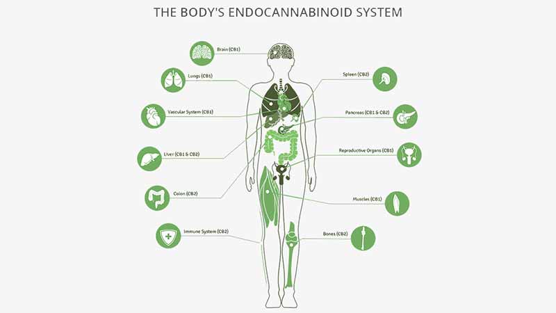 The Body's Endocannabinoid System
