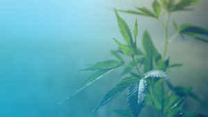 Hemp Plant